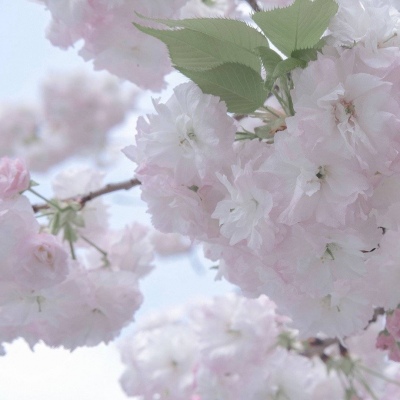 四川FurryQQ群介绍